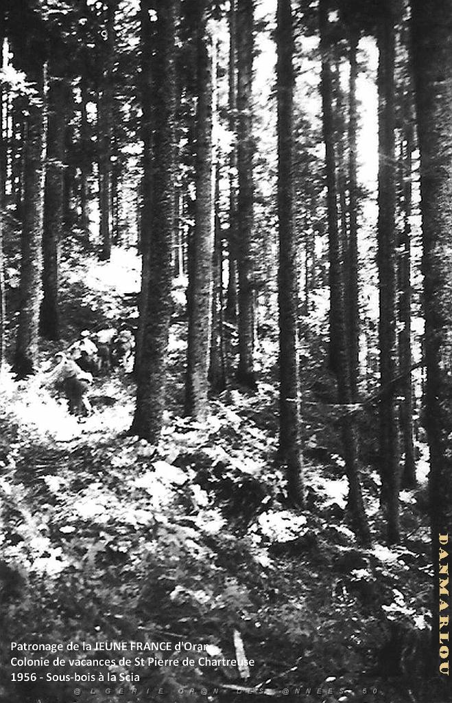COLO JEUNE FRANCE 1956 sous bois a la Scia.jpg